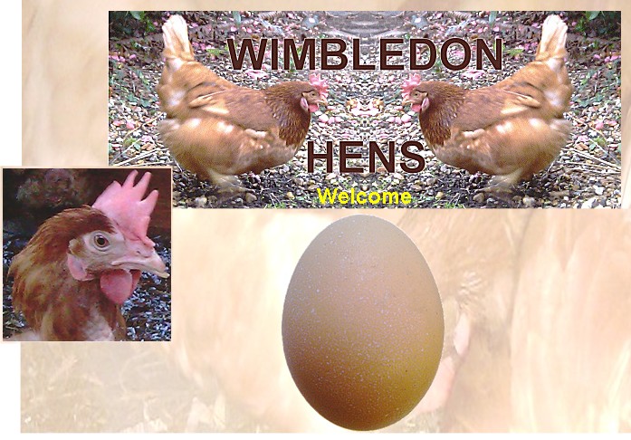 WIMBLEDON HENS - FREE-RANGE EGGS "AND THE HENS ARE HAPPY"